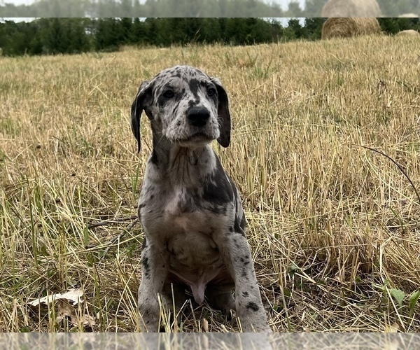 Medium Photo #4 Great Dane Puppy For Sale in GILLETT, PA, USA