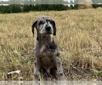 Small Photo #4 Great Dane Puppy For Sale in GILLETT, PA, USA