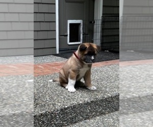 Akita Puppy for Sale in PORT LUDLOW, Washington USA