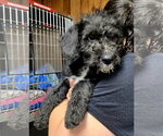 Small Mutt