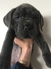 Cane Corso Puppy for sale in ACTON, CA, USA