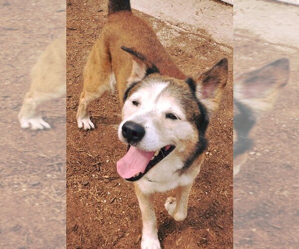 Medium Photo #16 Huskies -Unknown Mix Puppy For Sale in Houston, TX, USA