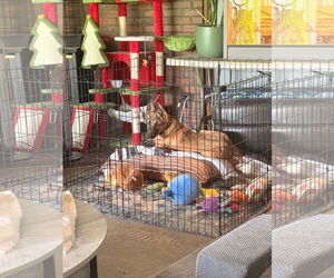 Mutt Dogs for adoption in Stevens Point, WI, USA