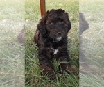 Small Photo #8 Bernedoodle (Miniature) Puppy For Sale in GOSHEN, IN, USA