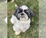 Small #2 Shih Tzu