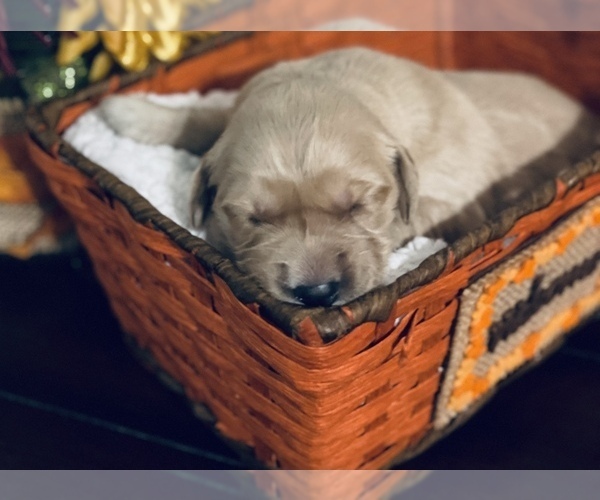 Medium Photo #4 Golden Retriever Puppy For Sale in WEBB CITY, MO, USA