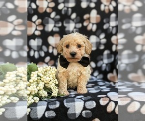 Bichpoo-Poodle (Miniature) Mix Puppy for sale in KIRKWOOD, PA, USA