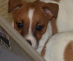 Small Photo #6 Jack Russell Terrier Puppy For Sale in CINCINNATI, OH, USA