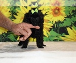 Melina - Female Poodle (Toy) Puppy for Sale - Photo #10
