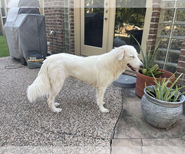 Medium Photo #2 Great Pyrenees-Unknown Mix Puppy For Sale in Houston, TX, USA