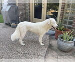 Small #1 Great Pyrenees Mix