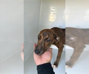 Labrador Retriever-Unknown Mix Dogs for adoption in Houston, TX, USA