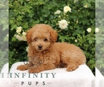 Small #1 Cavapoo