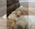 Small #7 Golden Retriever
