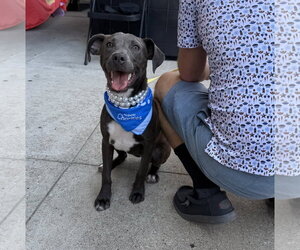 Mutt Dogs for adoption in The Woodlands, TX, USA
