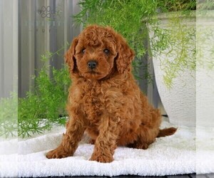 Goldendoodle (Miniature) Puppy for sale in BIRD IN HAND, PA, USA