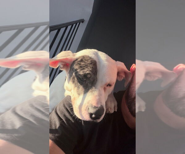 Medium Photo #3 Labrador Retriever-Unknown Mix Puppy For Sale in Brewster, NY, USA