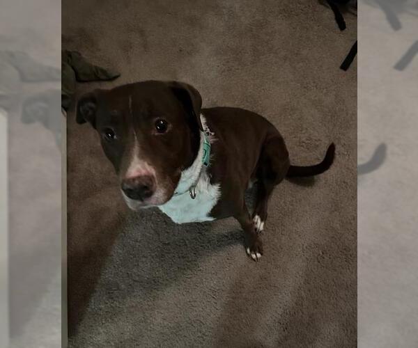 Medium Photo #1 American Staffordshire Terrier-Unknown Mix Puppy For Sale in San Antonio, TX, USA