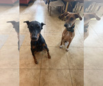 Small #2 Doberman Pinscher-Mountain Cur Mix