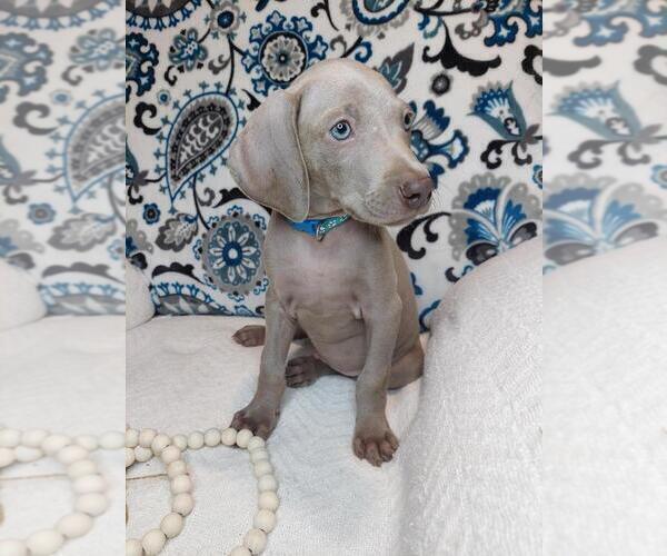 Medium Photo #2 Weimaraner Puppy For Sale in ELKTON, KY, USA