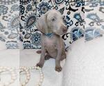 Small Photo #2 Weimaraner Puppy For Sale in ELKTON, KY, USA