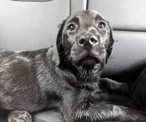Bernese Mountain Dog-Labrador Retriever Mix Puppy for sale in HAMILTON, NJ, USA