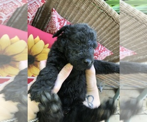 Labradoodle Puppy for sale in ARAB, AL, USA