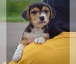 Small #3 Beagle-Chihuahua Mix