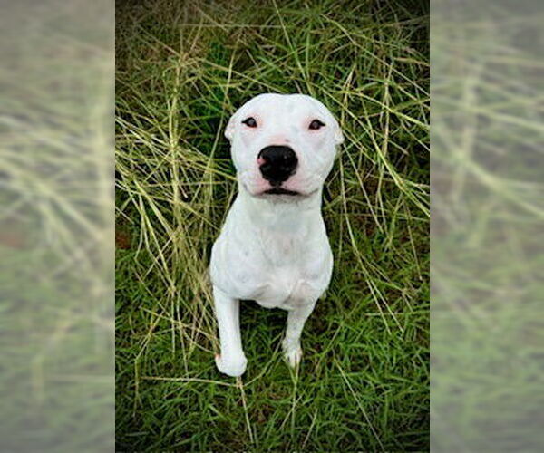 Medium Photo #2 Bull Terrier-Unknown Mix Puppy For Sale in Pleasanton, TX, USA