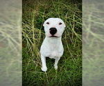 Small #1 Bull Terrier Mix