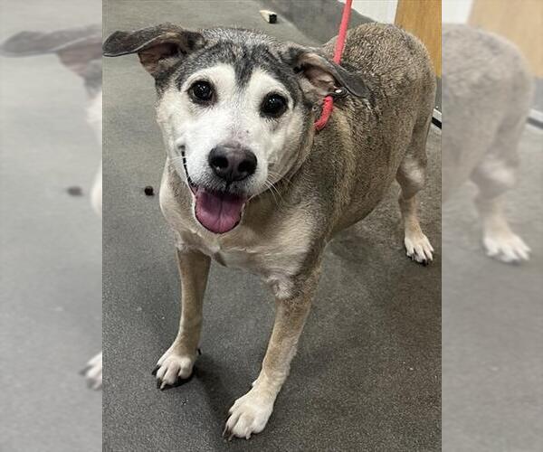 Medium Photo #1 Labrador Retriever-Unknown Mix Puppy For Sale in Forestville, MD, USA