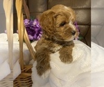 Small Photo #3 Cavapoo Puppy For Sale in GREER, SC, USA