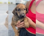 Puppy 1 Doberman Pinscher-Irish Wolfhound Mix