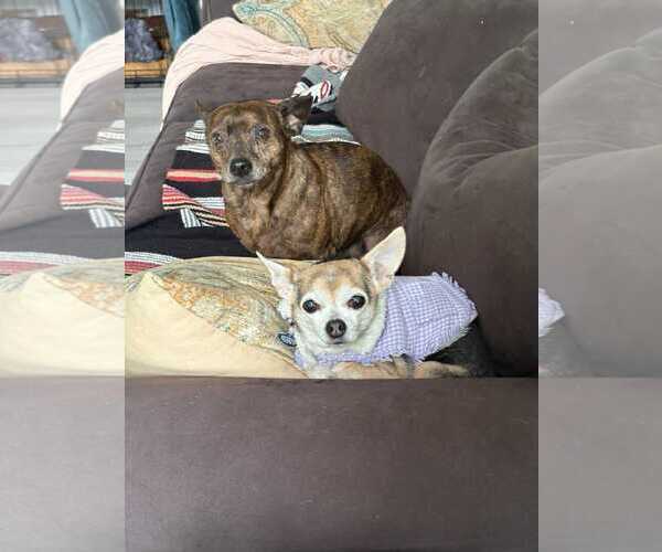 Medium Photo #21 Chihuahua-Unknown Mix Puppy For Sale in Boonton, NJ, USA