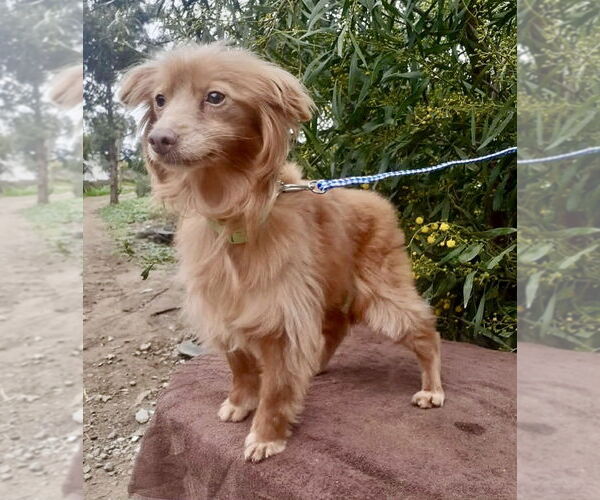 Medium Photo #1 Cocker Spaniel-Unknown Mix Puppy For Sale in San Diego, CA, USA