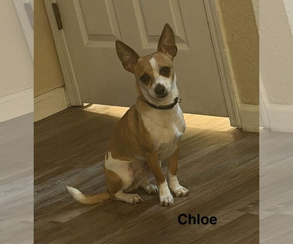 Medium Photo #2 Chihuahua-Unknown Mix Puppy For Sale in Colorado Springs, CO, USA