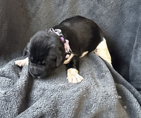 Medium Photo #4 Newfoundland Puppy For Sale in SAXTONS RIVER, VT, USA