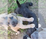 Small #4 Cane Corso