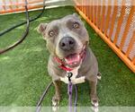 Small #1 American Pit Bull Terrier Mix