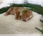 Small Photo #12 Goldendoodle Puppy For Sale in JENKS, OK, USA