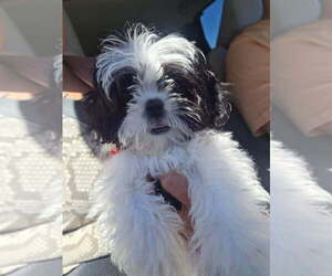 Shih Tzu Puppy for sale in PAWTUCKET, RI, USA