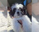 Small Shih Tzu