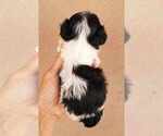 Small Photo #1 Havanese Puppy For Sale in CASA GRANDE, AZ, USA