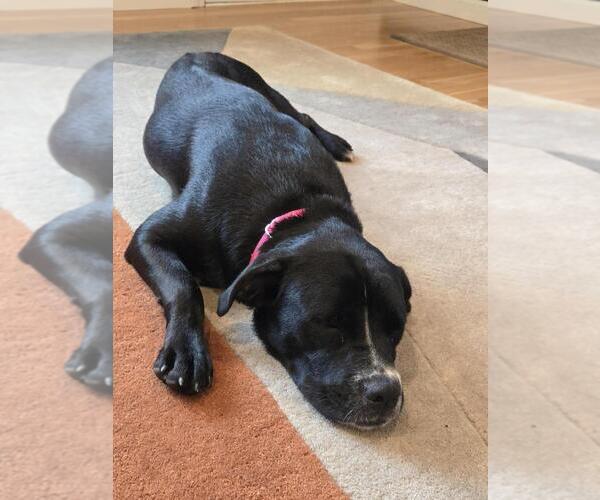 Medium Photo #6 Labrador Retriever-Unknown Mix Puppy For Sale in Oak Bluffs, MA, USA