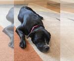Small #5 Labrador Retriever Mix