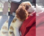 Small #1 Cavalier King Charles Spaniel