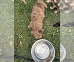 Small #4 Aussiedoodle-Labradoodle Mix