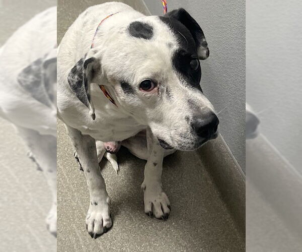 Medium Photo #1 American Pit Bull Terrier-Unknown Mix Puppy For Sale in Las Vegas, NV, USA