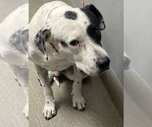 American Pit Bull Terrier-Unknown Mix Dogs for adoption in Las Vegas, NV, USA