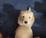 Small #15 Golden Retriever